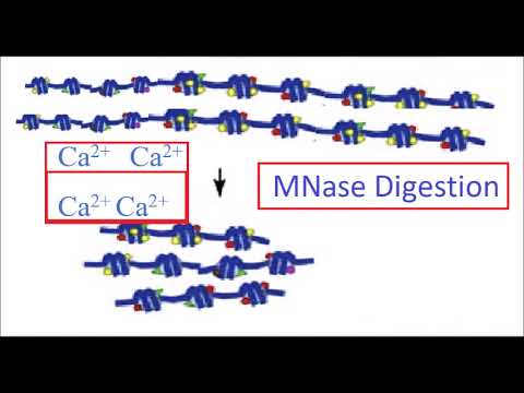 MNase-Seq