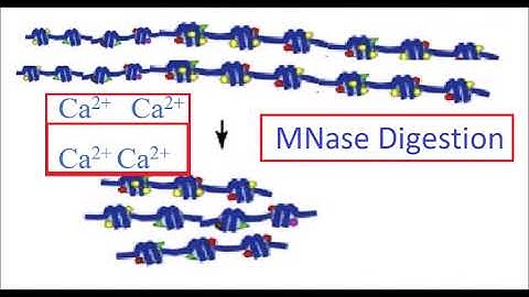 MNase-Seq