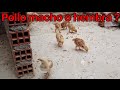 Cómo identificar si es g3llo 🐓o gallina en pollitos bebés