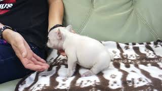 静岡県浜松市のフレンチブルドッグのクリームのオスの子犬 7月22日生 8月24日現在