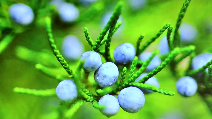 Was bedeuten heidelbeeren