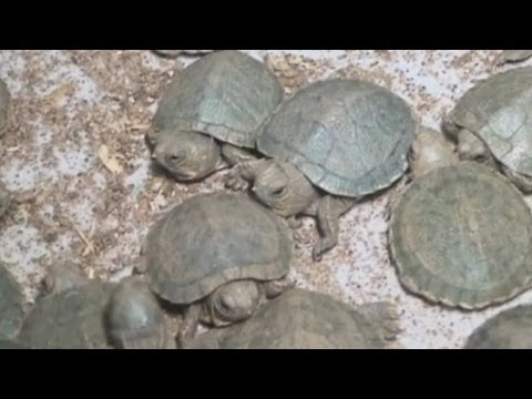 10,000 exotic live turtles seized in India