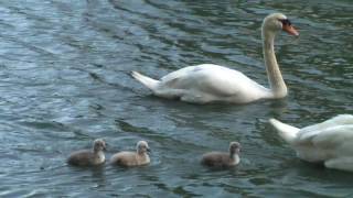 Baby Swans at the Palace - Part 5 (May 2016)