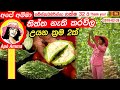 තිත්ත|sin