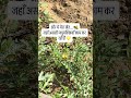क्या कीटनाशक वजह हैं? #honeybee #pollination