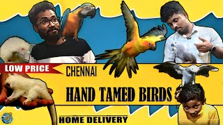 The Hidden World of Exotic Pets and Birds in Chennai | MufasaPets  4seeingvlogs