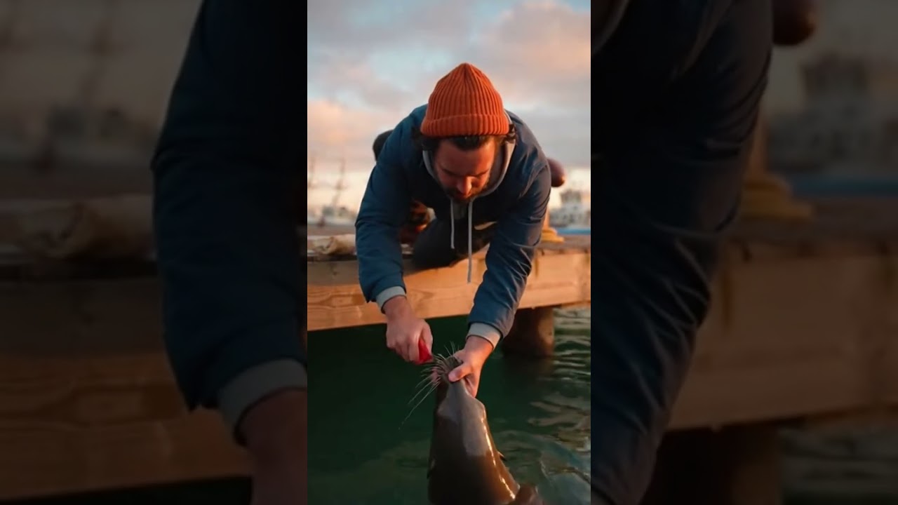 He Followed the Splashing Seal and Found One Trapped Below