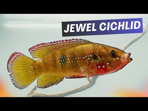 Jewel Cichlids Jewels Of The Aquarium World Hemichromis Guttatus