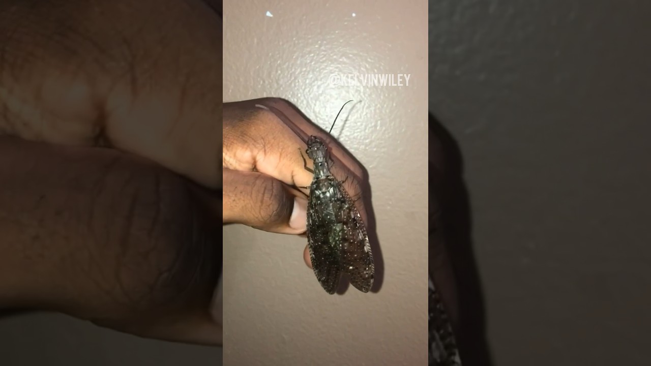 Massive Female Dobsonfly!!