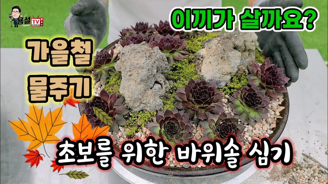 Видео по посадке сосны скальной для начинающих: посадка и полив, как мох