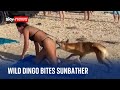 Australia dingo bites sunbathing tourist in queensland