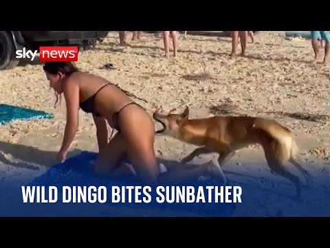 Australia: Dingo bites sunbathing tourist in Queensland