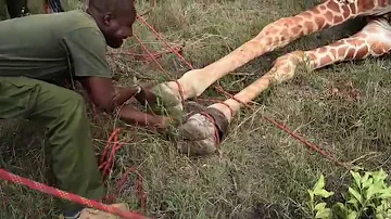 A Giraffe Had Metal Ring Eating into its Flesh: Here is the Rescue Operation