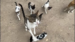 A friendly mama cat asks for food for her very hungry kittens❤.