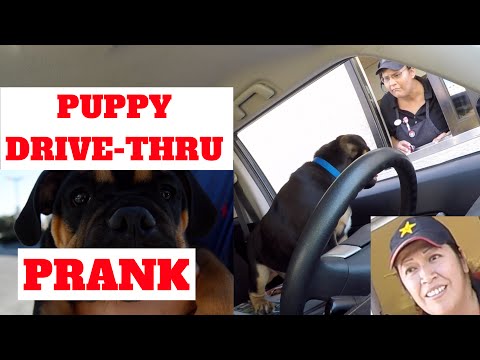 puppy-drive-thru-prank