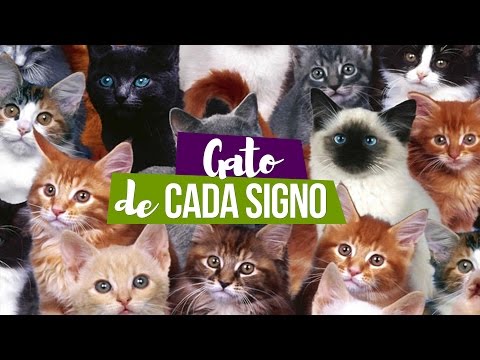 Vídeo: Os Gatos Diferem De Acordo Com Os Signos Do Zodíaco?