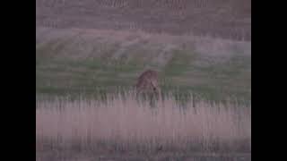 Deer At Murphin Ridge Inn March 2023