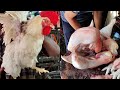 Big Chicken Cutting By Butcher