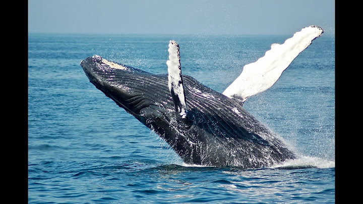 Humpback whale breaching in Queensland | GORI