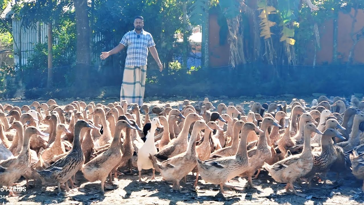 শীত কালে কি ভাবে হাঁস পালন করবেন
