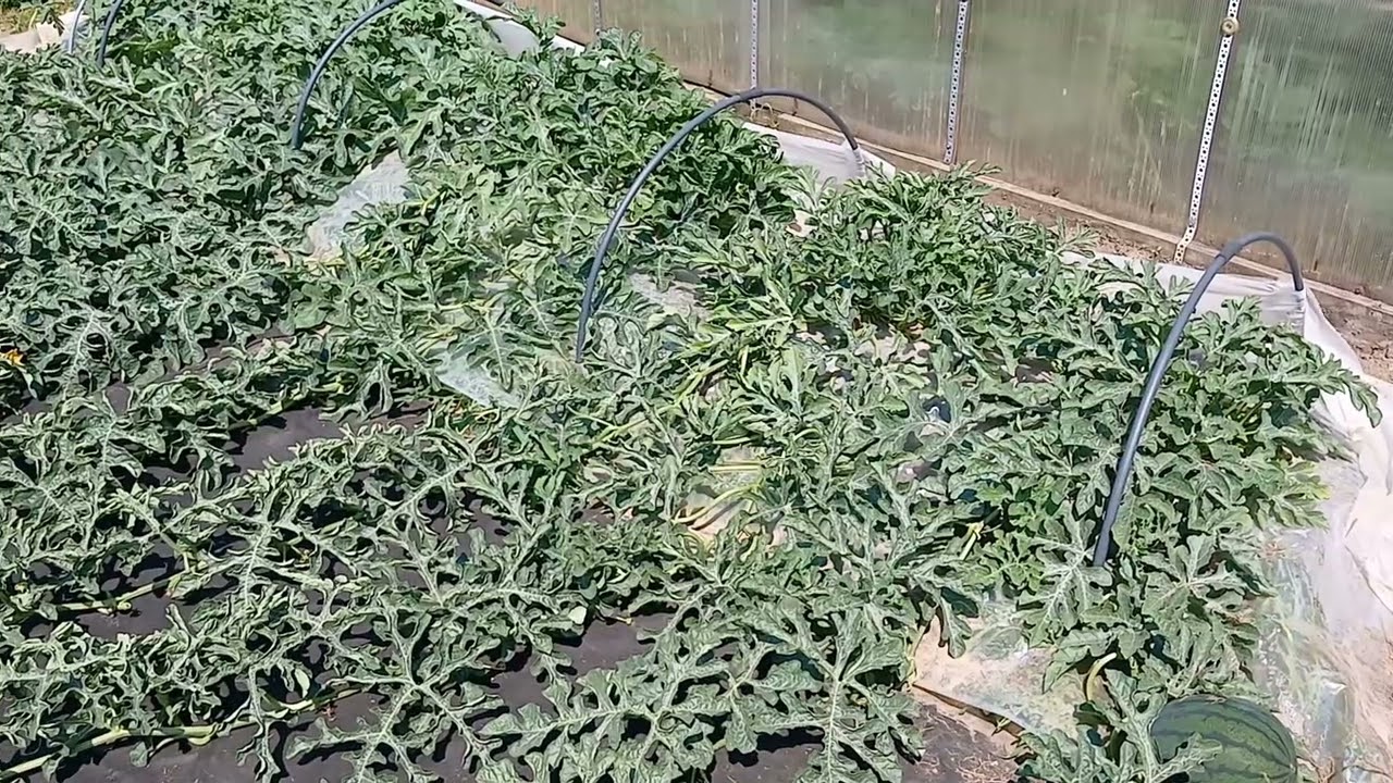 Выращивание арбузов в средней полосе России,  3 июля 2024, как выросли арбузы за неделю