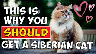 5 Reasons Why A Siberian Cat Is Your Perfect Match