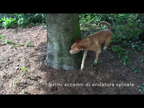 Video: Paralisi A Causa Di Lesioni Del Midollo Spinale Nei Cani