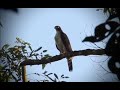 Accipiter poliogaster (Gray-bellied Hawk) tauató-pintado