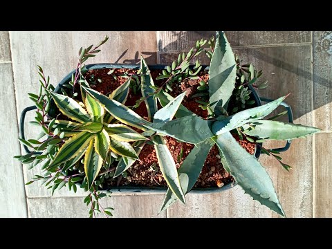 Video: Agave: Yetiştirme Ve Bakımın özellikleri