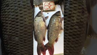 Big Freshwater Fish | Hong Kong | Pls subscribe and like 👍🏻