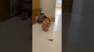 These Two Kittens Froze in Fear When a Tiny Lizard Appeared #funny #animalshorts #cat #shorts