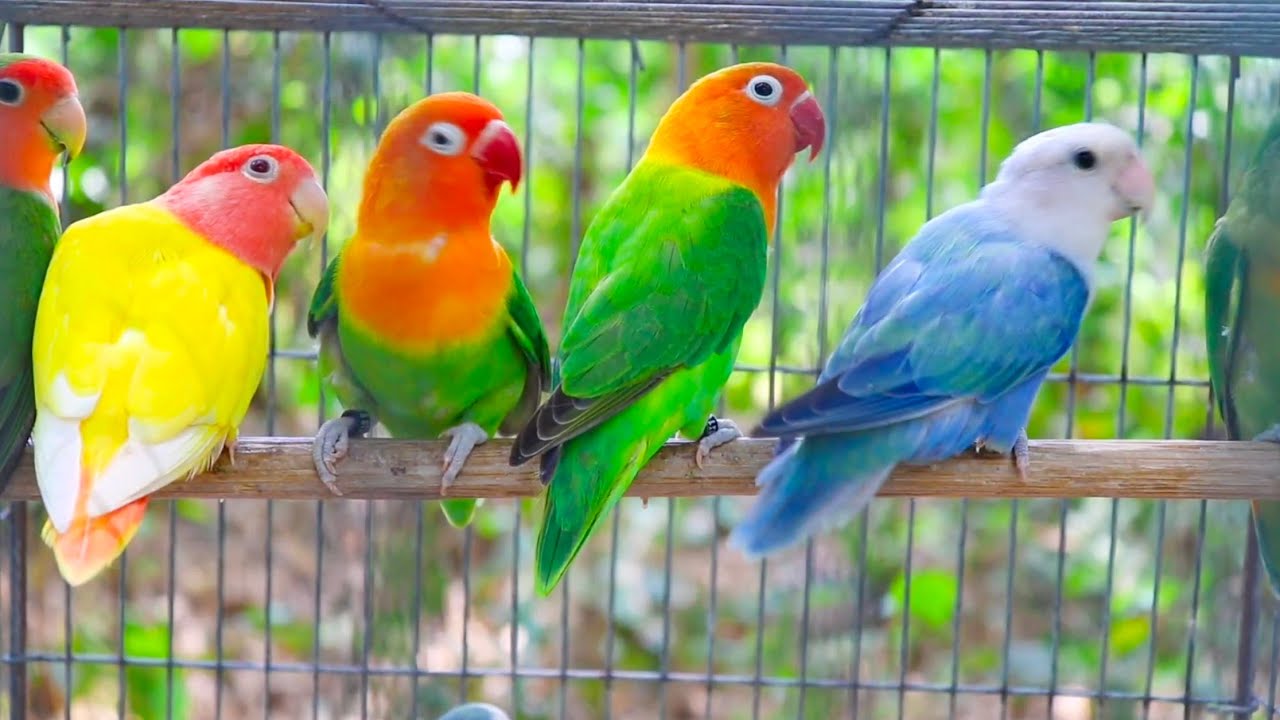 Love Birds Sounds Long Video - 4 Hour Lovebirds Sounds - YouTube