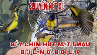 TRAPPING SUNSUMPLINGS 5 MAU BIRDS ON THE FIRST DAY OF MIGRATION AND THE UNEXPECTED END @canmientay