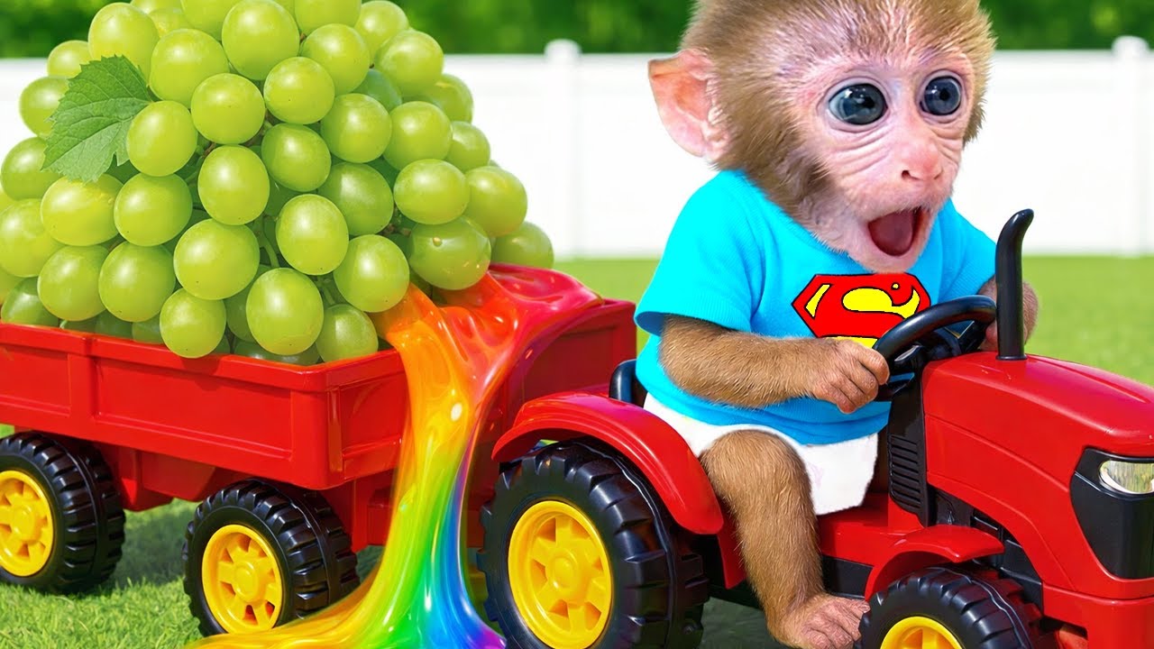 Monyet kecil BonBon memanen anggur dan memperbaiki mobil yang rusak di pinggir jalan