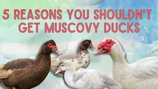 5 REASONS NOT TO GET MUSCOVY DUCKS (why Muscovy ducks aren't for you)