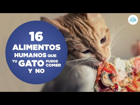 Vídeo: ¿Debería Darle Pescado A Mi Gato?