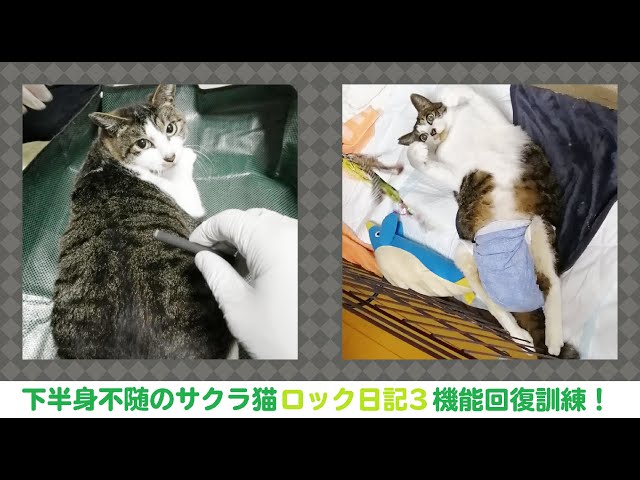 支援募集！】#3下半身不随の元サクラ猫、ロック 機能回復訓練！ - YouTube