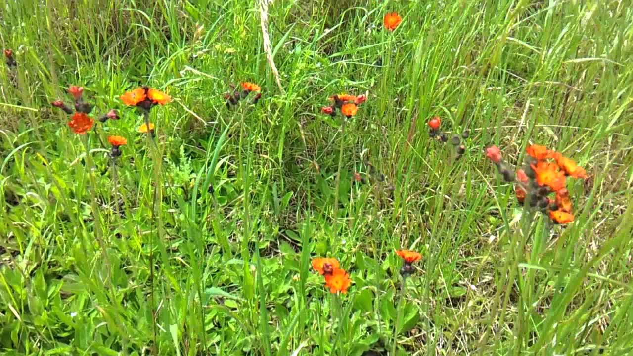 Orange Hawkweed flowers on my field [July 7, 2012 