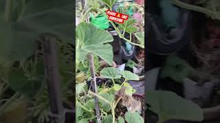 #viral #shorts #gardening #trending #loki #tips #new #nature #motivation #vegetables #vlog