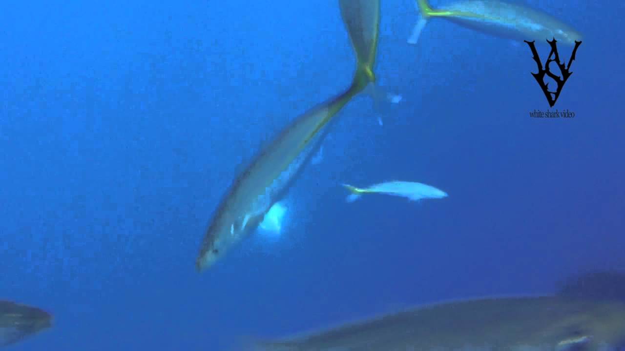 great white shark weed White Shark Swallows Tuna in One Bite