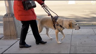 Four-legged heroes: the life-changing work of the Seeing Eye dog