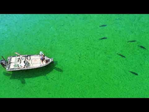 We Found the Bass EVERYONE else Overlooked