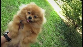 Neposlušný Pes Miláčikovo