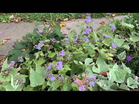 Video: Olika Ageratum-växter: Att välja sorter av Ageratum för trädgårdar