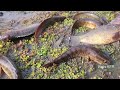 Snake head  fish hunding traditional village fishing fajis kfr malayalam