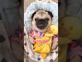 Its exhausting being a cute puggy  audio alice ella pug dog shorts
