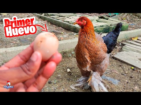 Video: ¿De qué color ponen los huevos los brahmas?