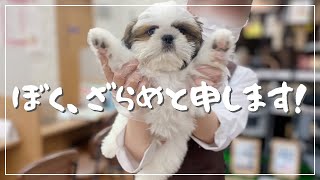 【お迎え初日】シーズーの子犬をお迎えしました//生後ヶ月//多頭飼い