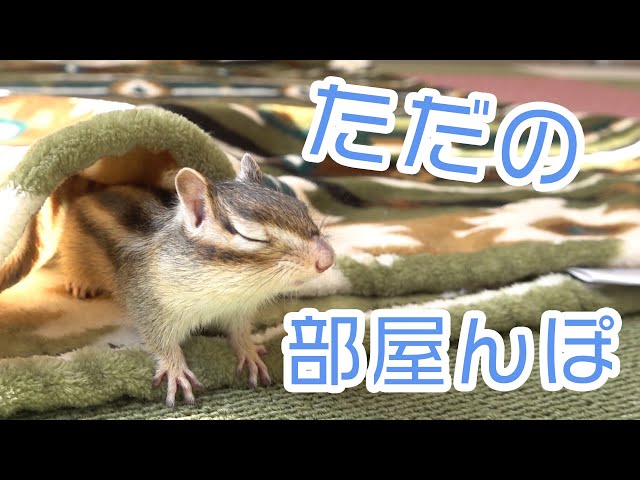 ただの部屋んぽ中に度々笑いを入れてくるシマリス