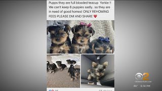 L.I. woman says hackers are using her Facebook page for puppy scam